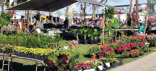 Plant vendors at First Monday Trade Days
